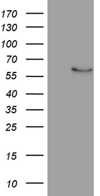 TALDO1 Antibody