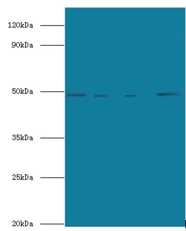 TEAD3 Antibody (Biotin)