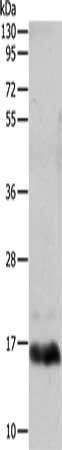 TTR Antibody