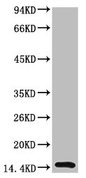 TTR Antibody
