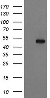 SSR1 Antibody