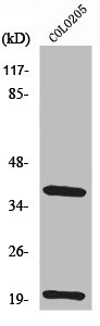 TRBC1 Antibody