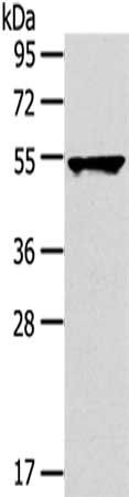 TRIM10 Antibody