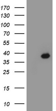 TRIM9 Antibody