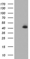TRIM9 Antibody