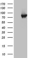 TRIM9 Antibody