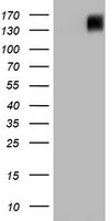 TRIM9 Antibody