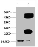 Tri-methyl-Histone H3(K9) Monoclonal Antibody