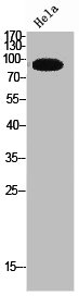 TRPC3 Antibody