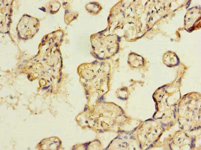 EIPR1 Antibody