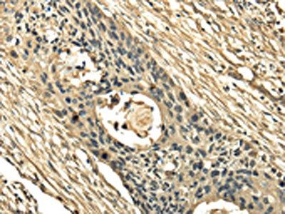 EIPR1 Antibody