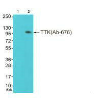 TTK Antibody