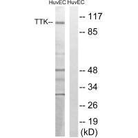TTK Antibody