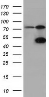 TTLL12 Antibody