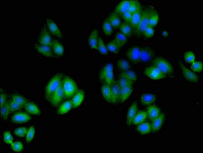 TUBA3C Antibody