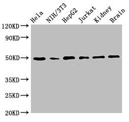 TUBA3C Antibody
