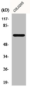 TUBGCP4 Antibody