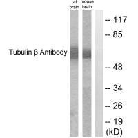TUBB3 Antibody