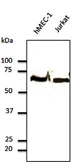 TUBA4A Antibody