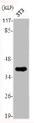 TUSC3 Antibody