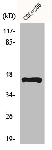 TUSC3 Antibody