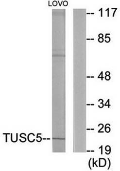 TUSC5 Antibody