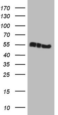 TWIST2 Antibody