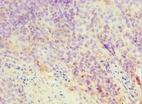 TXN2 Antibody