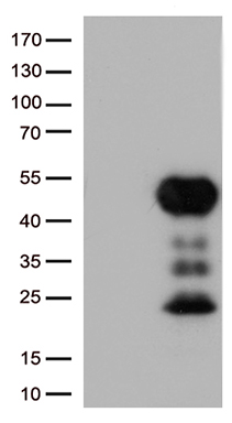 GLRX3 Antibody