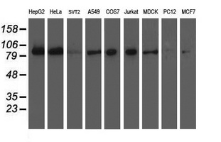GLRX3 Antibody