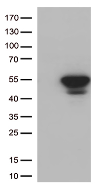 GLRX3 Antibody