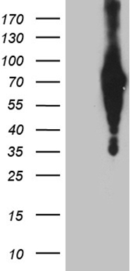 GLRX3 Antibody