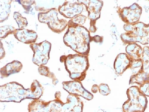 TYMP Antibody
