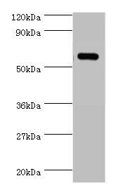 YARS Antibody