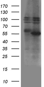 ZBTB32 Antibody