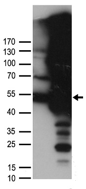 UAP56 Antibody