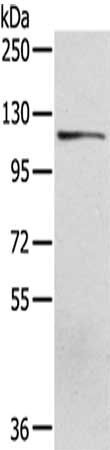 UBA1 Antibody