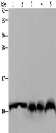 UBB Antibody