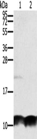 UBB Antibody