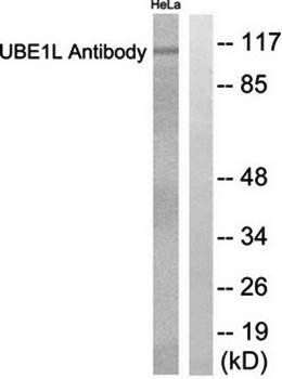 UBE1L Antibody