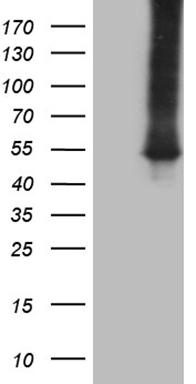 UBE2D2 Antibody