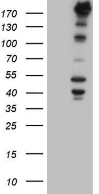 UBE2D2 Antibody