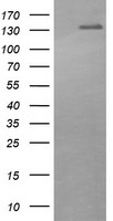 UBE2E3 Antibody