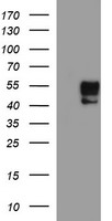 UBE2G2 Antibody