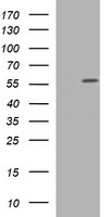UBE2G2 Antibody