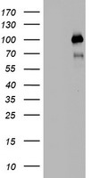 UQCRC1 Antibody