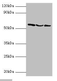 USP14 Antibody