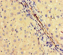OTUB1 Antibody