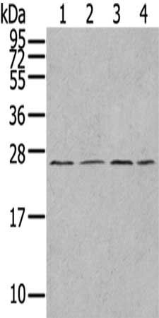 UBTD1 Antibody