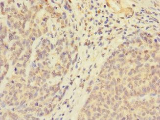 UBXN8 Antibody